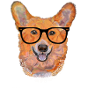 chien avec lunette