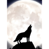 Wolf bei Nacht