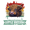 Highland Cattle Cow