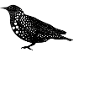 oiseaux