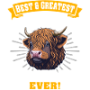 Highland Cattle Cow