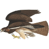 eagle