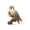 Greifvögel Falknerei Falkner