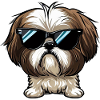 SHIH TZU L’EXPLORATEUR