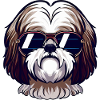 Shih Tzu The Gent