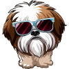 SHIH TZU THE GANGSTER