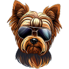 Shih Tzu Wearing Shades