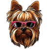 Shih Tzu Drawing