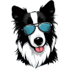 Border Collie Zeichnung