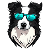 Border Collie Wearing Shades