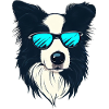 Border Collie Das Model