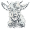 Bébé chèvre