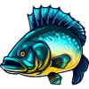 Zander Barsch Angler