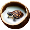 Baby turtle in coconut milk