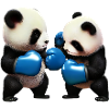 Fighting Panda Bears