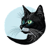 Black cat