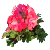 Rosa rote GERANIE