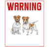 Jack Russell Terrier
