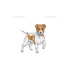 Jack Russell Terrier