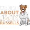 Jack Russell Terrier