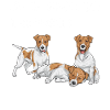 Jack Russell Terrier