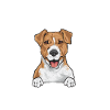 Jack Russell Terrier