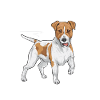 Jack Russell Terrier
