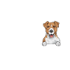 Jack Russell Terrier