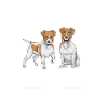 Jack Russell Terrier