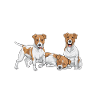 Jack Russell Terrier