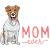 Jack Russell Terrier