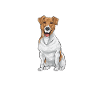 Jack Russell Terrier