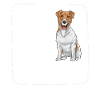 Jack Russell Terrier
