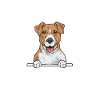 Jack Russell Terrier