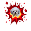 Comic Dog Design - Pow - Bolonka