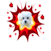 Comic Hund Design - Pow - Malteser