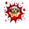 Comic Dog Design - Pow - Havanese