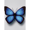 Blauer Schmetterling