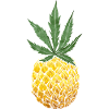 420 Ananas Hanf Frucht