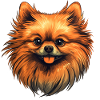Pomeranian Zwergspitz Zeichnung