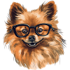 Pomeranian Miniature Spitz Drawing