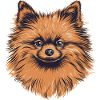 Pomeranian Zwergspitz Zeichnung
