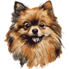 Pomeranian Miniature Spitz Drawing