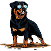 Rottweiler Le Modèle