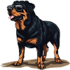 Rottweiler The Explorer