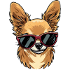 CHIHUAHUA The Cutie