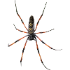 Spinne Nephila in Polygon Design