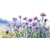 New England Aster blomster akvarel maleri
