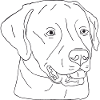 Labrador