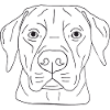 Labrador